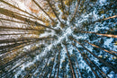 Forest Bathing (Minnesota)-1