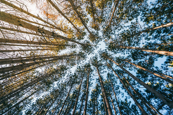 Forest Bathing (Minnesota)