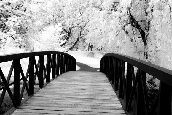 Bridge to Wonder