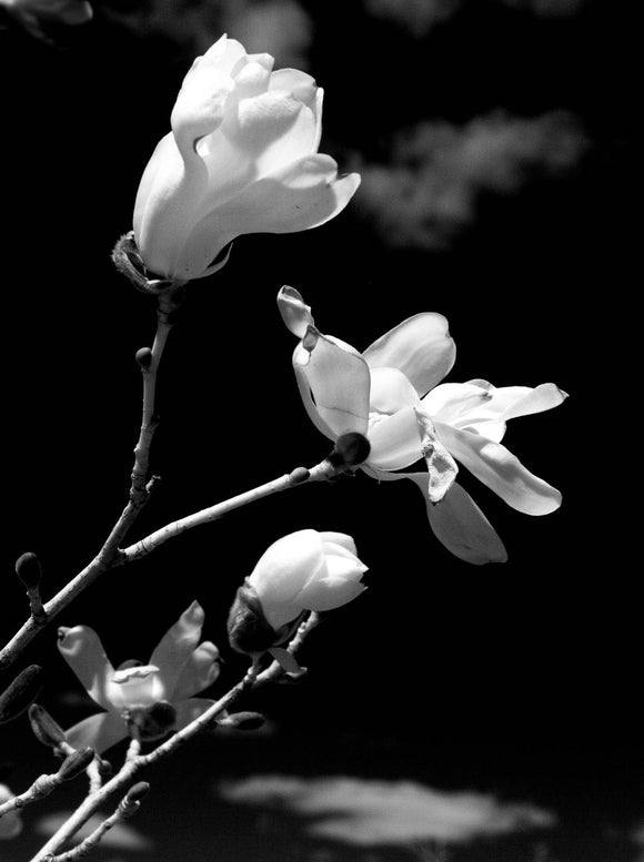 Magnolia Blooms