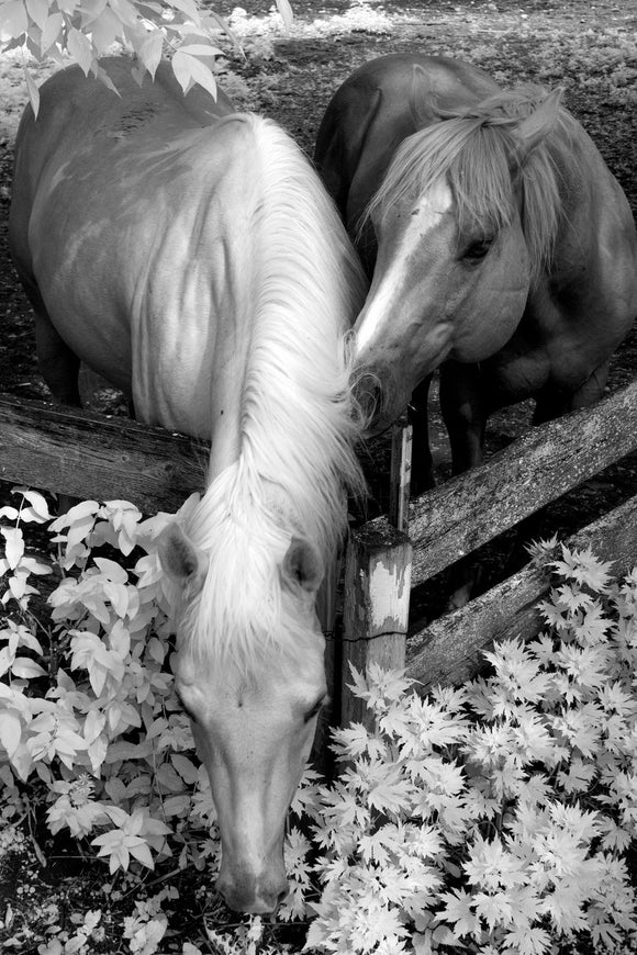 Horse Love