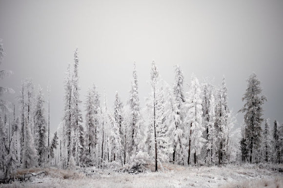Boreal Forest