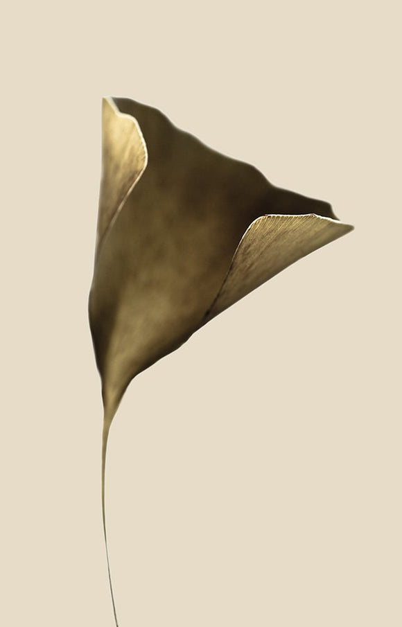 Ginkgo
