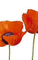 Two Poppies-1