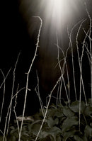 Hostas and Light-1