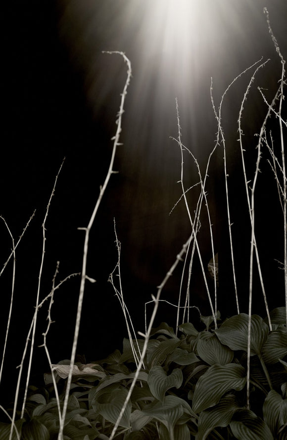 Hostas and Light