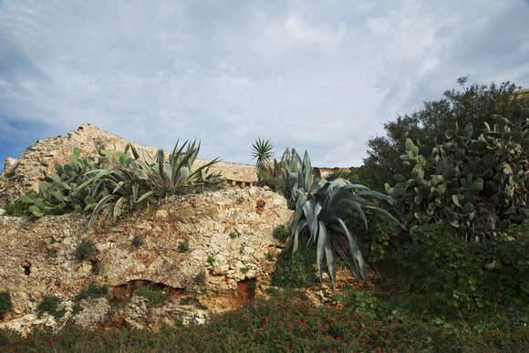 Planted wall