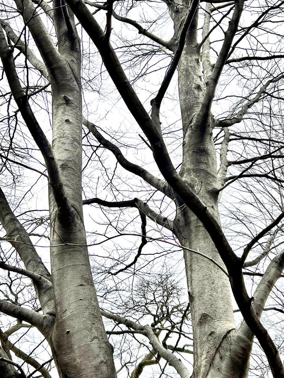 Winter - Inverno