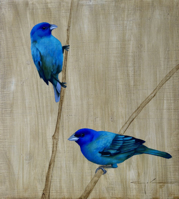 Indigo Buntings