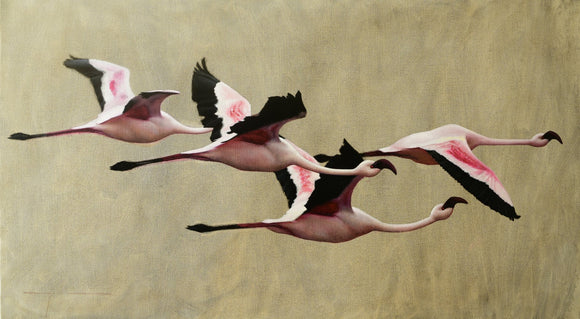Flamingos Fly