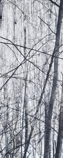 Winter Trees Collage-1