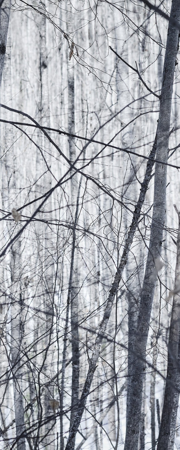 Winter Trees Collage