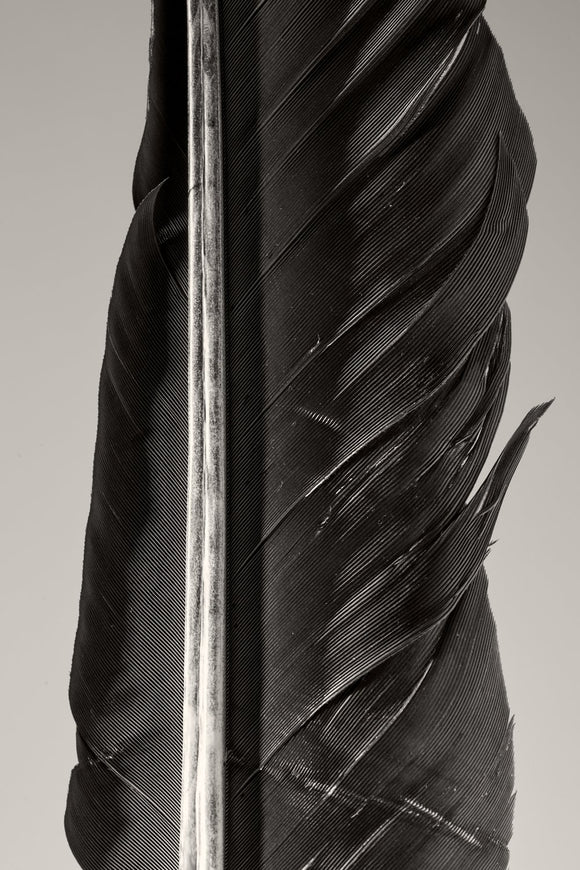Condor Feather