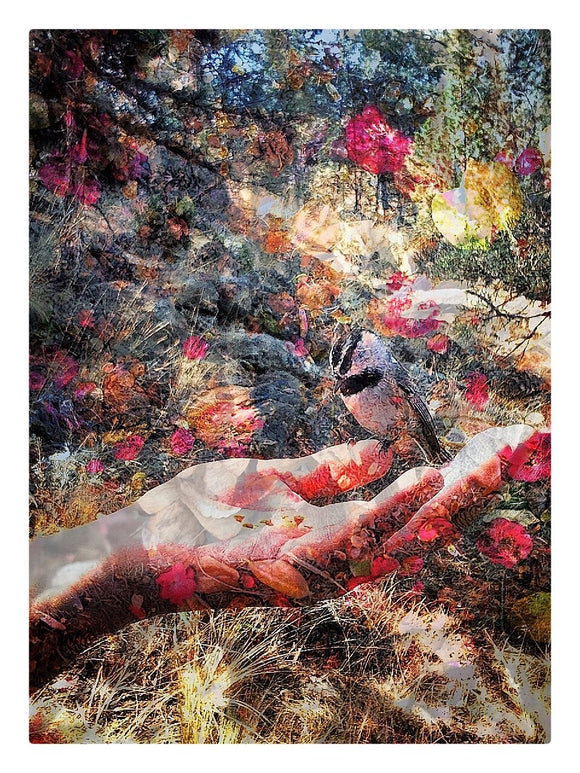 Bird in Hand