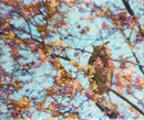 Great Horned Owl-1