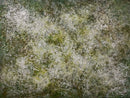 CORNFIELD CHASE-1