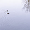 Ducks No4-1