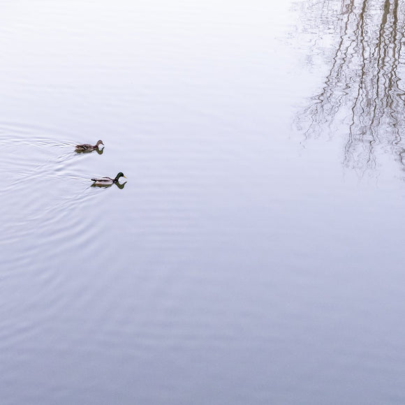 Ducks No4