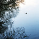 Duck No2-1