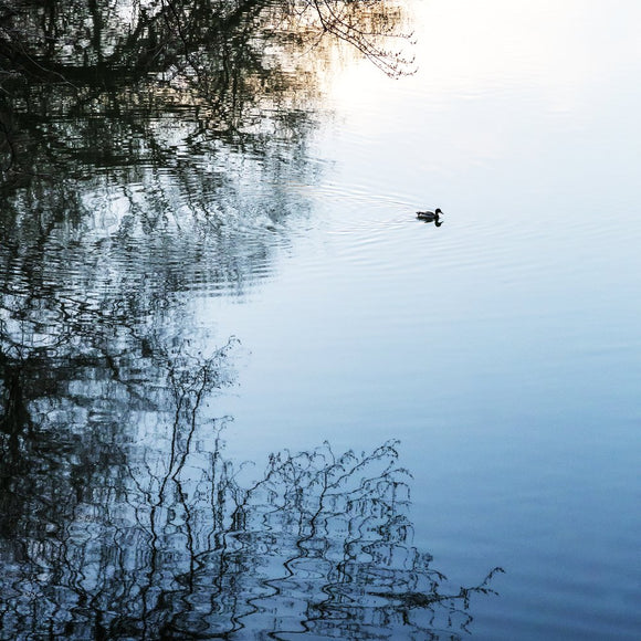 Duck No2