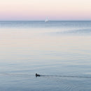 Duck and Boat-1
