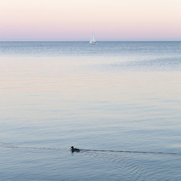 Duck and Boat