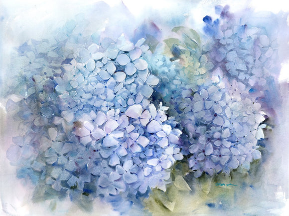 Hydrangea Garden #1