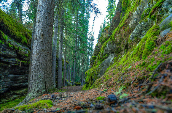Mossy Path
