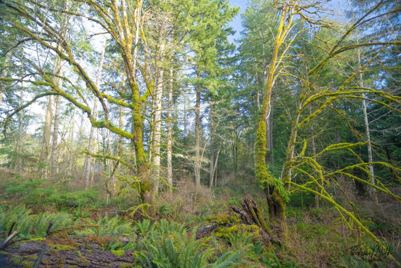 Along the East Sooke Road