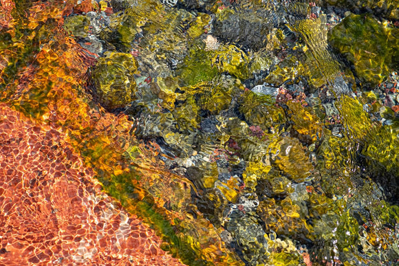 Van Gogh in Nature I