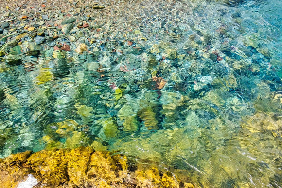 Van Gogh in Nature IV