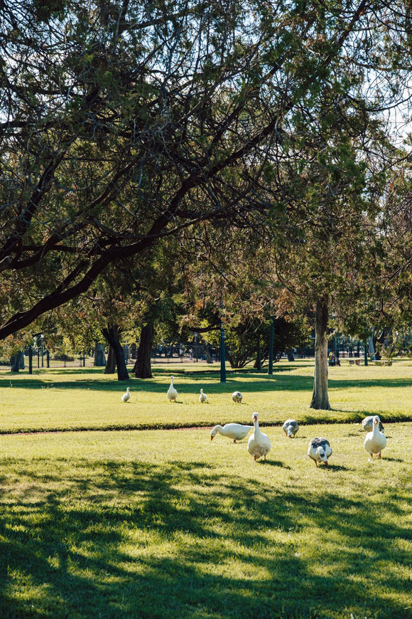 Park Life