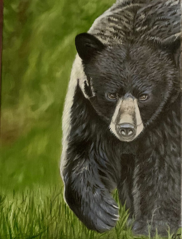 Wandering black bear