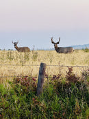 Silent Encounter-1