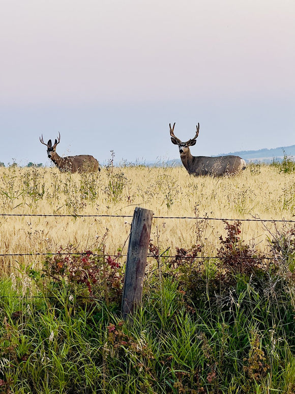 Silent Encounter
