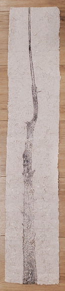 Branches-1