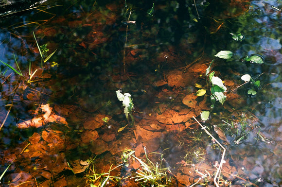 Forest Fragment