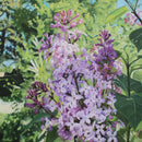 Blooming Lilacs-1