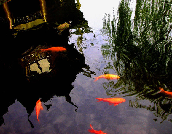 Turtle and Goldfish, YuYuan Gardens, Shanghai