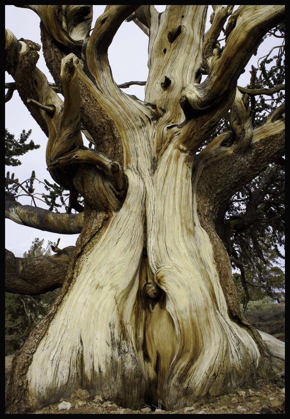 The Old Man in the Tree