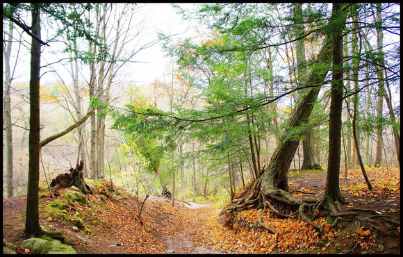 Ravine Trees
