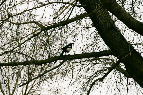 Magpie