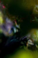 Forest Bathing-1