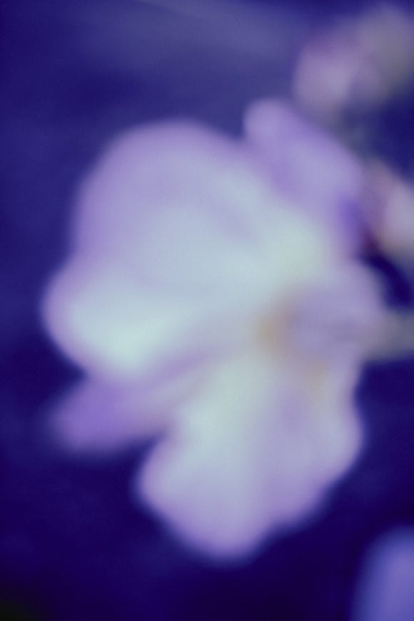 Cold Bloom