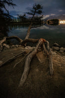 Deep Roots-1