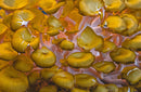 Liquid Gold-1