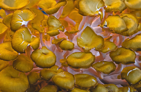Liquid Gold