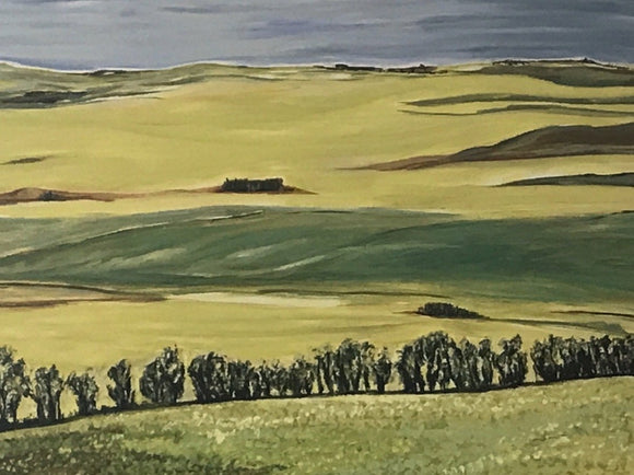 Prairie Yellow 1 - Canola