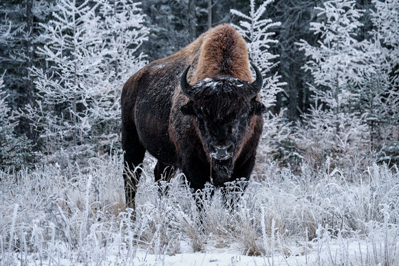 Excuse Me (Bison, Highway 3)