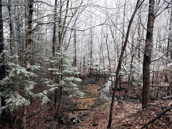 Forest Bathing